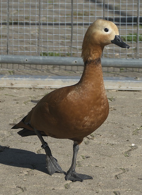 折点